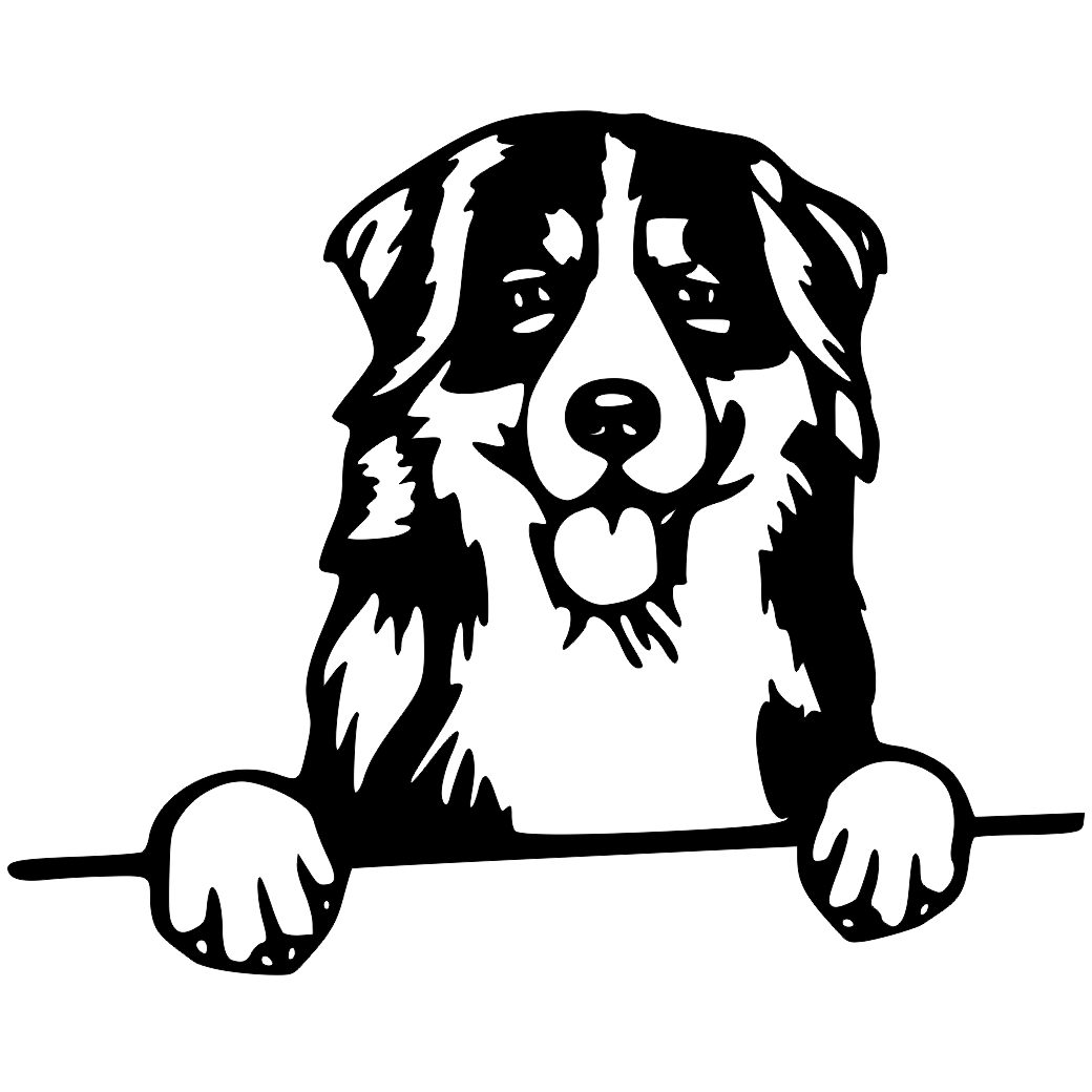 Berneński pies pasterski